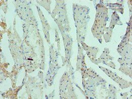 RAD51D Antibody