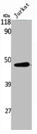 RAD52 Antibody