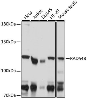 RAD54B antibody