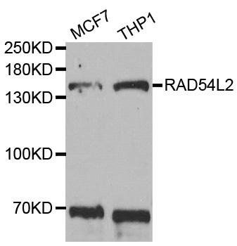 RAD54L2 antibody