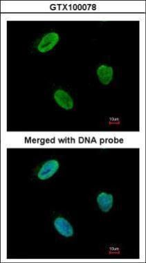 RAD9 checkpoint clamp component A Antibody