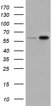 Rad9 (RAD9A) antibody