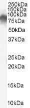 RDX antibody