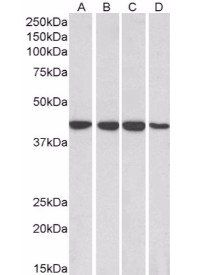 RAE1 antibody