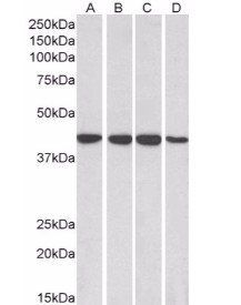 Goat anti-RAE1 Antibody
