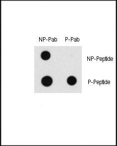 RAF1 (phospho-Ser43) antibody