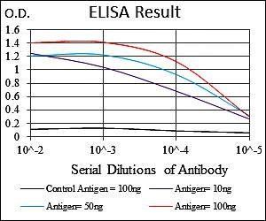 RAF1 Antibody