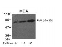 Raf1 (Phospho-Ser338) Antibody