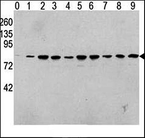 RAF1 (phospho-Ser338) antibody