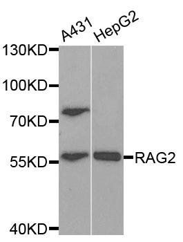 RAG2 antibody