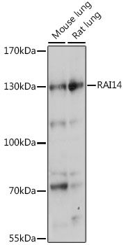 RAI14 antibody