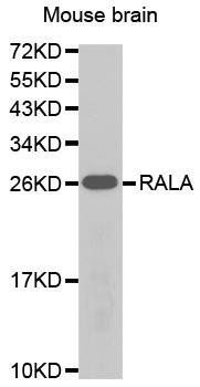 RalA antibody