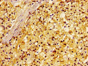 RALA Antibody