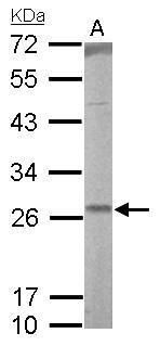 RALA Rabbit Polyclonal Antibody