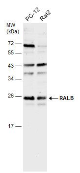 RALB antibody