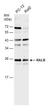 RALB antibody [N1C3]