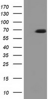 RALBP1 antibody