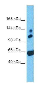 RALGAPA1 antibody