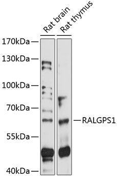 RALGPS1 antibody