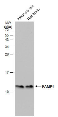 RAMP1 antibody