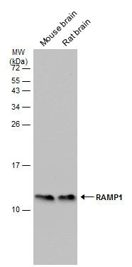 RAMP1 antibody [C1C3]