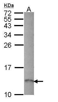 RAMP1 Rabbit Polyclonal Antibody