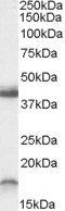 Goat anti-Ramp1 (C-Term., mouse) Antibody