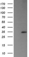 RAMP2 antibody