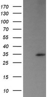 RAMP2 Antibody