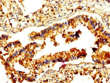 RAMP2 Antibody