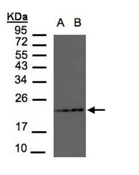 RAMP2 antibody