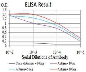 RAN Antibody