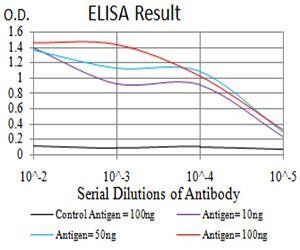 RAN Antibody