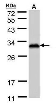 Ran BP antibody