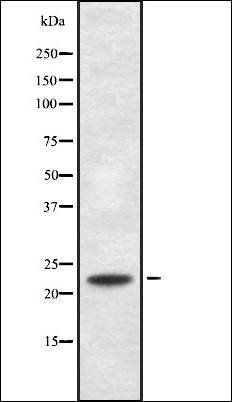 RANBP1 antibody