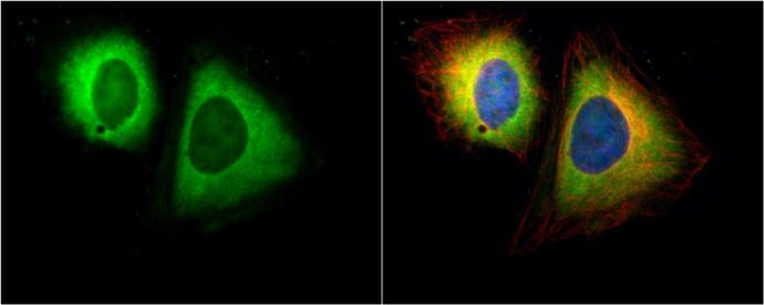 RanBP1 antibody [N1C3]