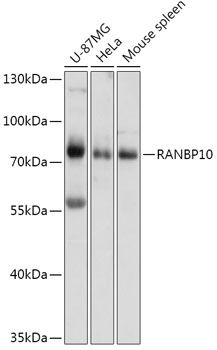 RANBP10 antibody