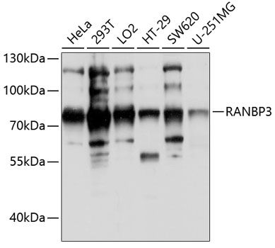 RANBP3 antibody