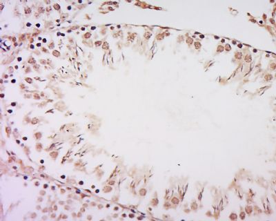 RanBP3 antibody