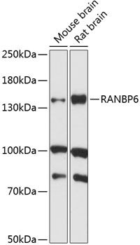 RANBP6 antibody