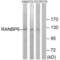 RANBP6 antibody