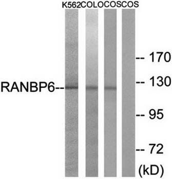 RANBP6 antibody