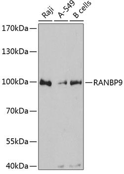 RANBP9 antibody