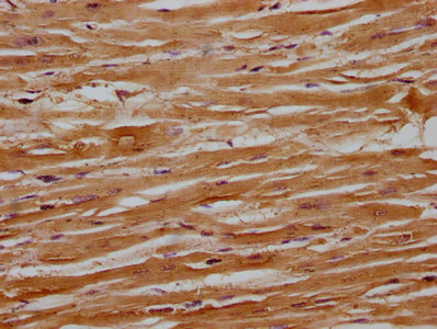RANBP9 Antibody