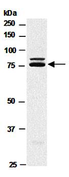 RANBP9 (M) Antibody, Rabbit Polyclonal