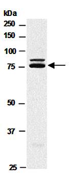 RANBP9 antibody