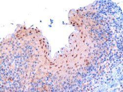 Goat anti-RANBPM / RANBP9 Antibody