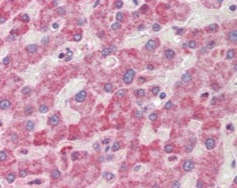 Goat anti-RANGAP1 Antibody