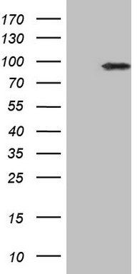 RANTES (CCL5) antibody