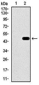 RAP1A Antibody